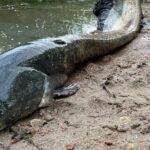 gigantyczny sum w odrze