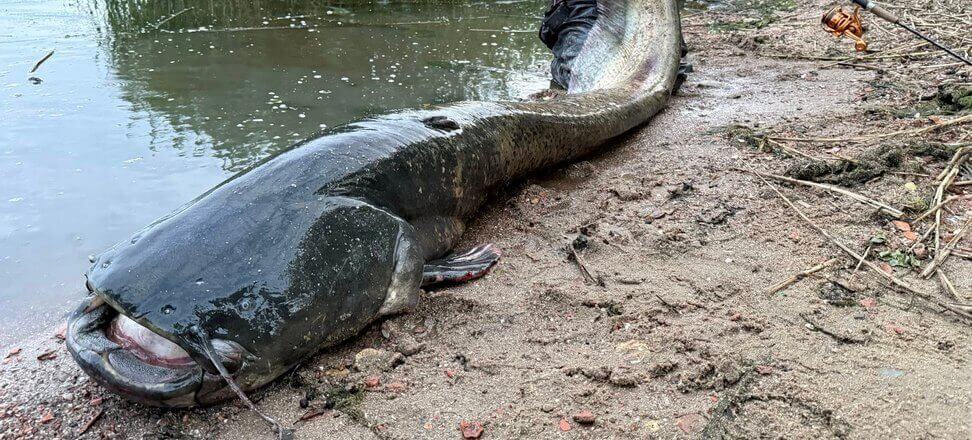 Lorem ipsum dolor sit amet gigantyczny sum w odrze