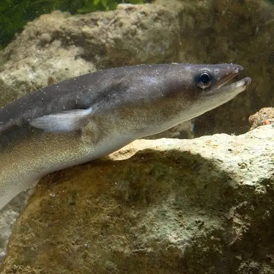 Sed ut perspiciatis unde omnis iste natus error images