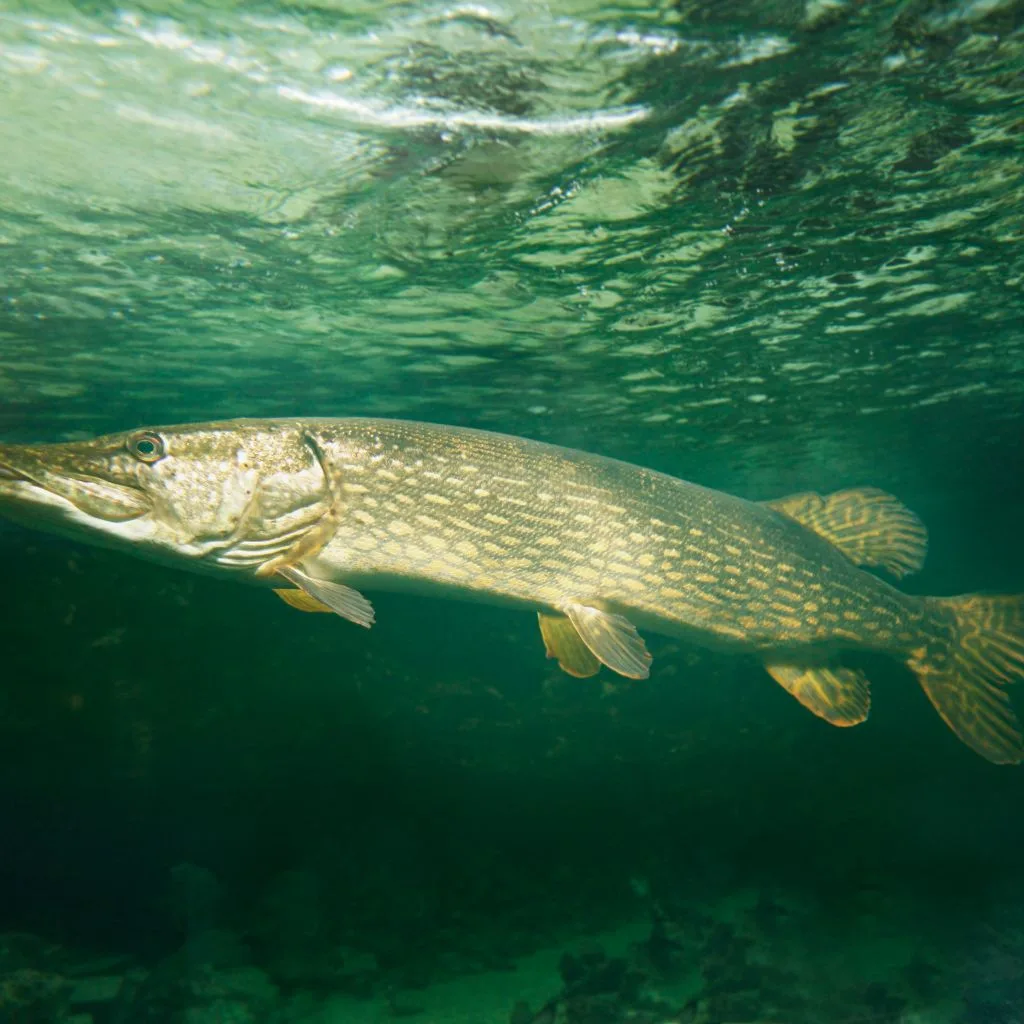 Mauris at fermentum dui szczupak jpg